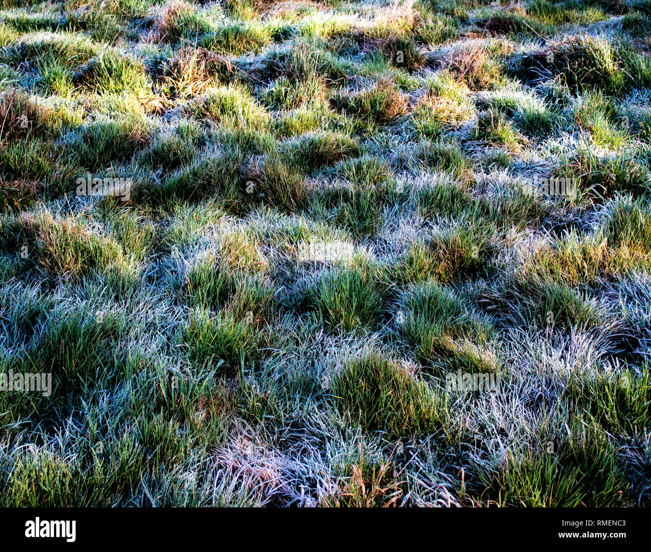 Frostigen Grass Stockfoto