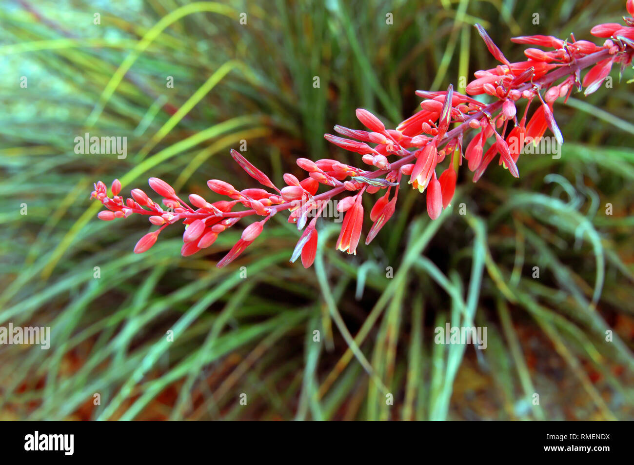 Lange Stengel der Red Yucca Pflanze hat Cluster von roten Blumen blhen aus  dem Schaft Stockfotografie - Alamy
