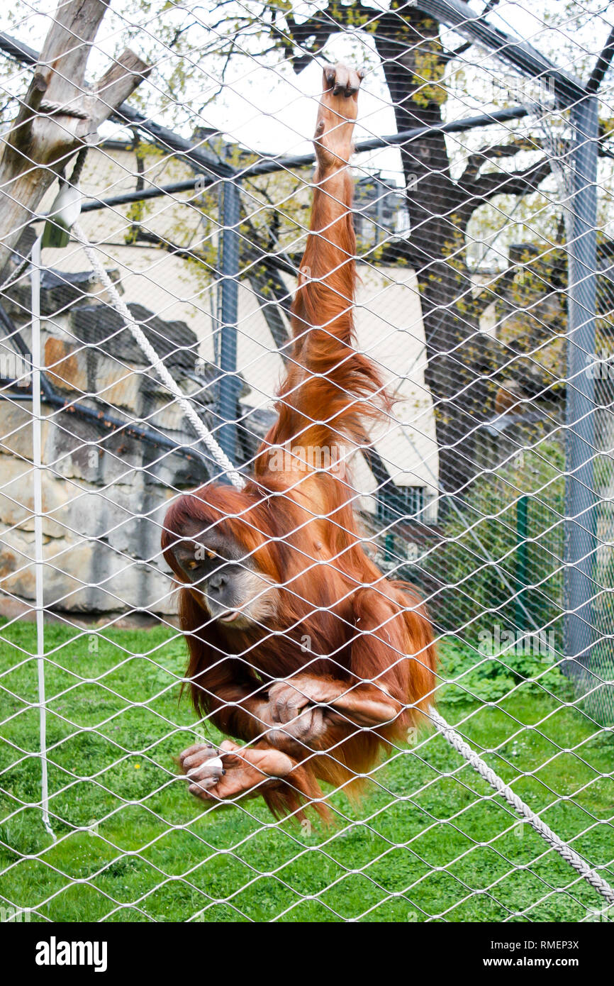 Schöne Deutschland Zoo der Affe mit Essen. Stockfoto