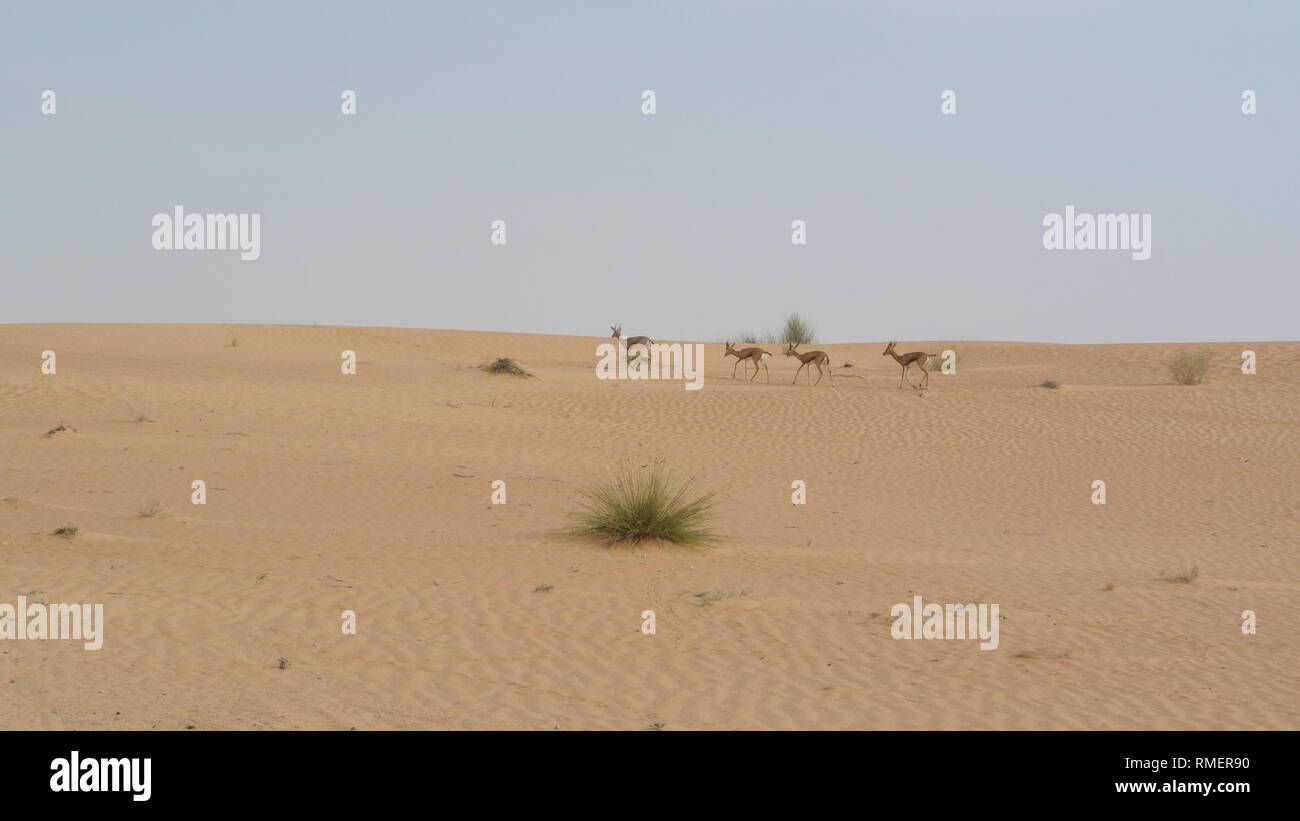Sand Gazellen in der Wüste, Dubai, VAE Stockfoto