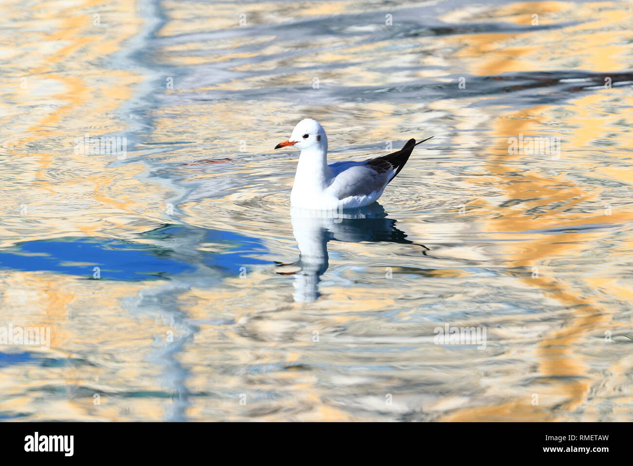 Möwe auf das klare blaue Wasser Stockfoto