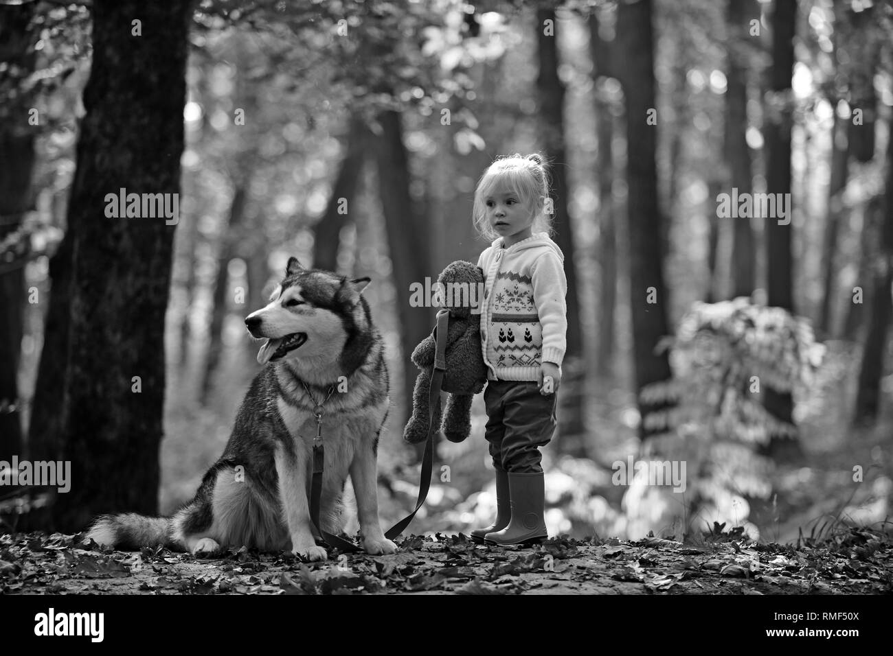 Kleines Mädchen mit Hund im Herbst Wald. Red Riding Hood mit Wolf im Märchen Wald. Kind Spiel mit Husky und Teddybär auf frische Luft im Freien Stockfoto
