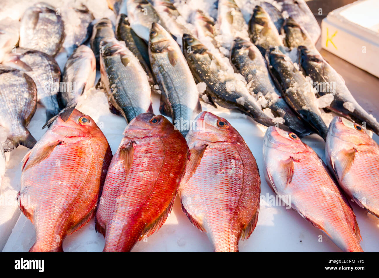 Stapel der frische Norden Red Snapper fischen, Lutjanus campechanusfish, die für den Verkauf auf dem Fischhändler, Meeresfrüchte im freien Markt. Stockfoto