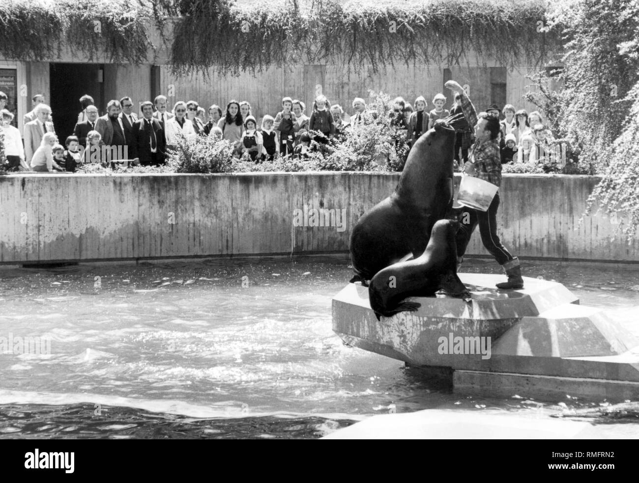 Die Fütterung der Seelöwen im Tierpark Hellabrunn in München. Stockfoto