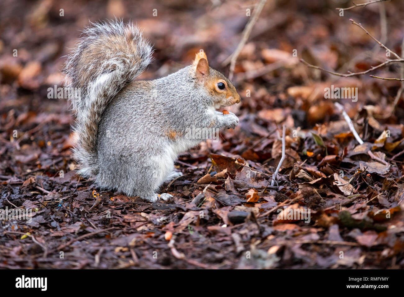 Graue Eichhörnchen Essen eine Erdnuss Stockfoto