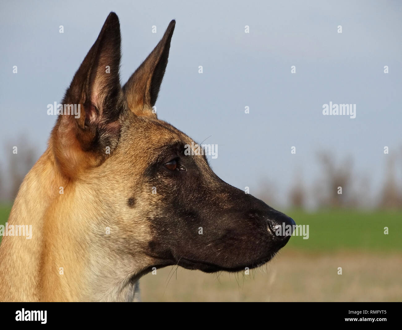 Porträt des Belgischen Schäferhund Malinois Stockfoto