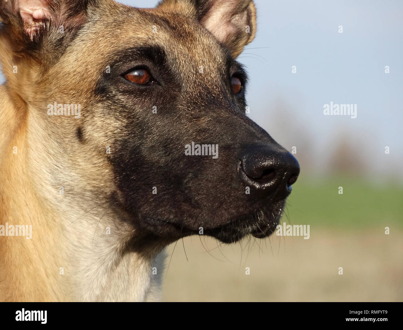 Porträt des Belgischen Schäferhund Malinois Stockfoto
