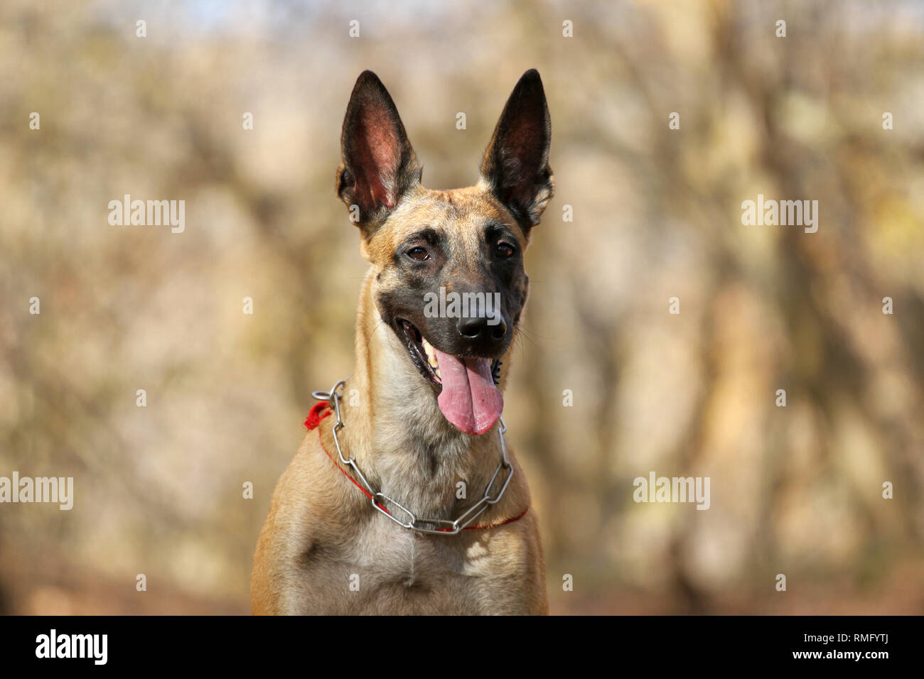 Porträt des Belgischen Schäferhund Malinois Stockfoto