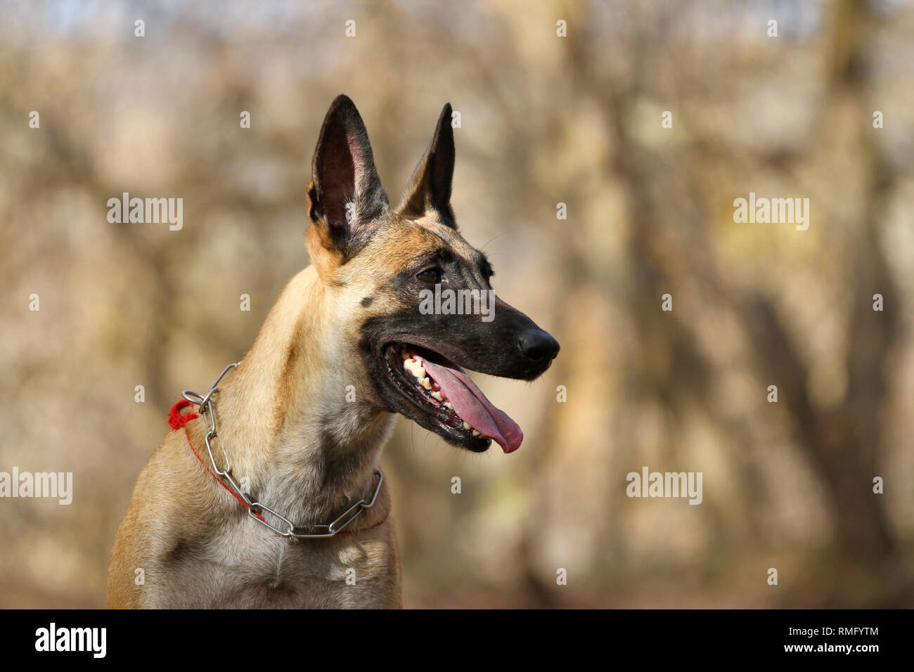 Porträt des Belgischen Schäferhund Malinois Stockfoto