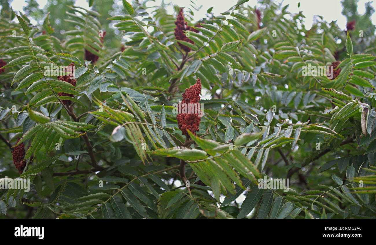 Nach oben Staghorn sumac Baum mit großen roten Blume Stockfoto