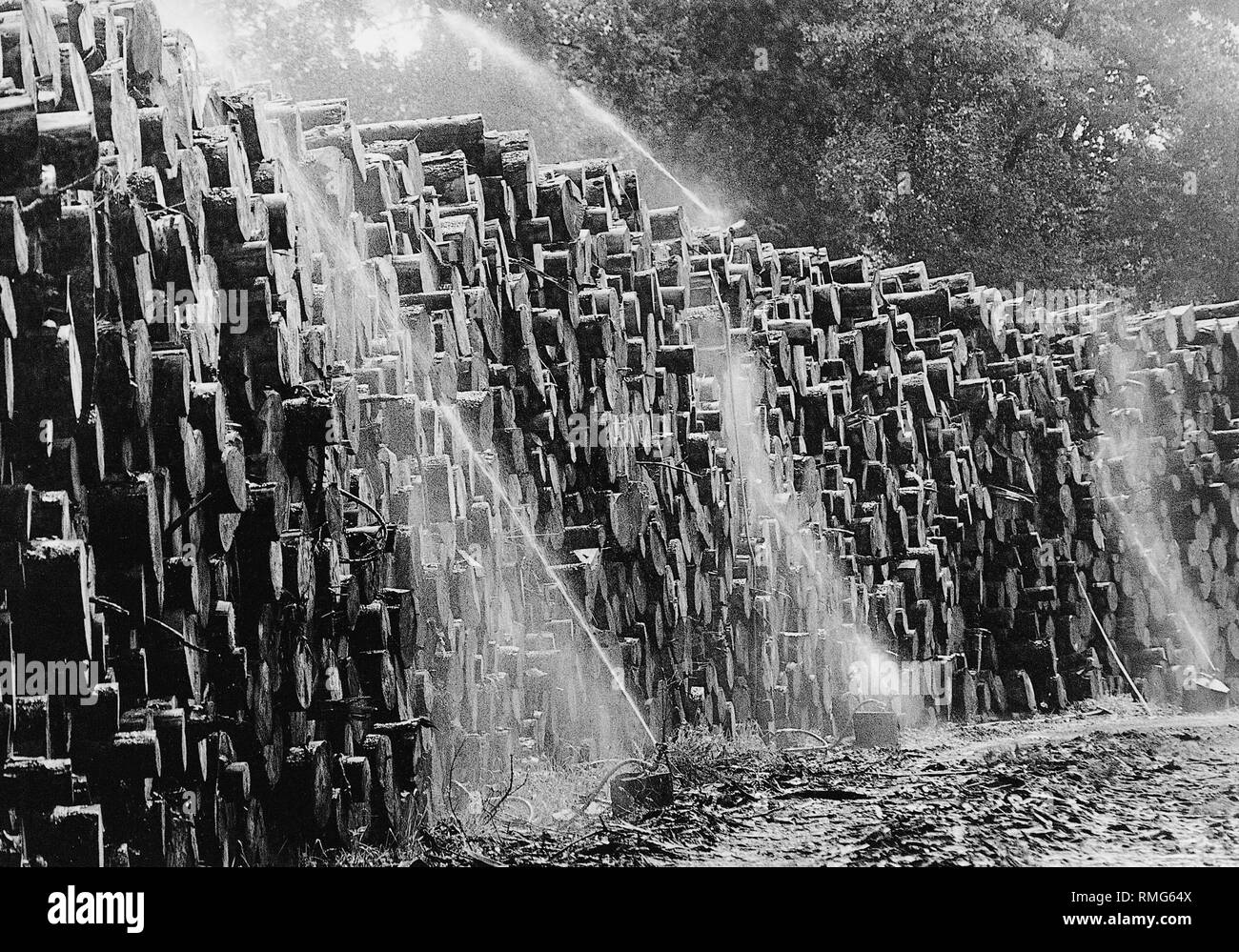 Protokolle im Frühjahr Stürme von 1990 umgeworfen werden mit Wasser besprengt. Stockfoto