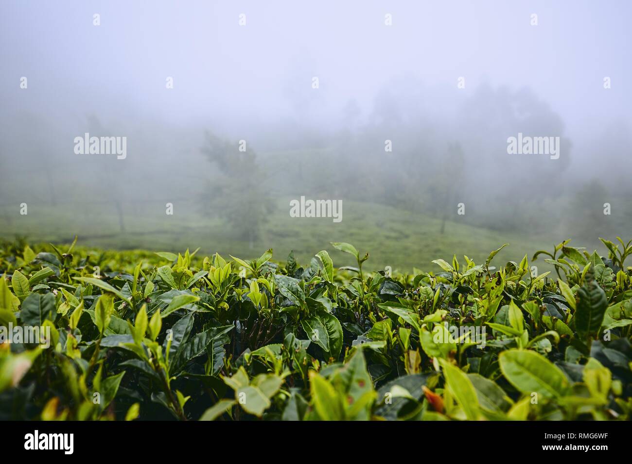 Teeplantagen in Wolken. Landwirtschaft Landschaft in der Nähe von Haputale in Sri Lanka. Stockfoto