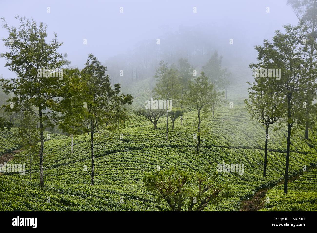 Teeplantagen in Wolken. Landwirtschaft Landschaft in der Nähe von Haputale in Sri Lanka. Stockfoto
