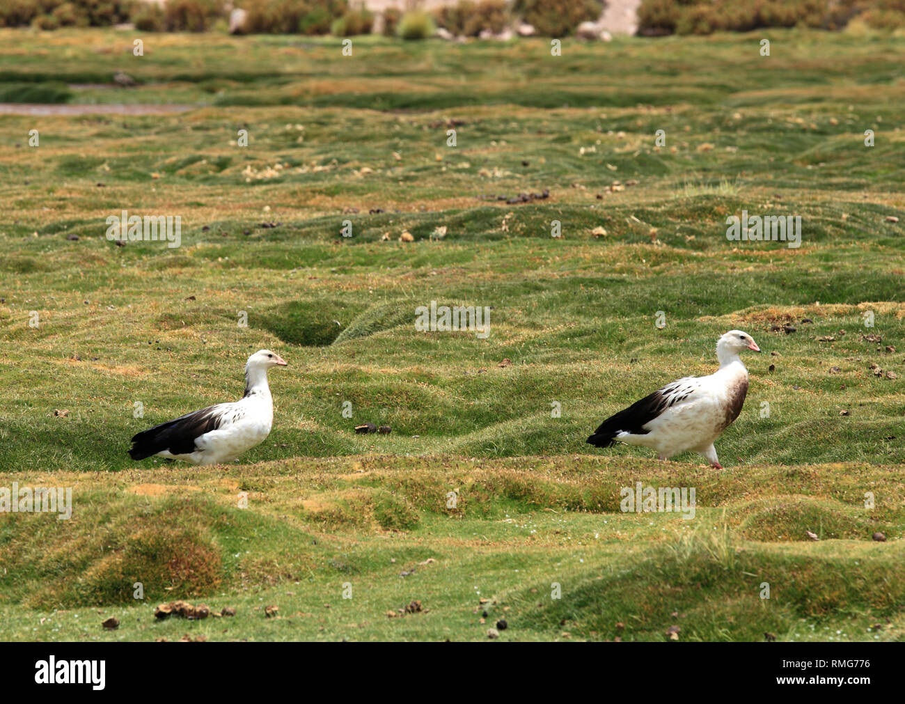 Chile, Antofagasta Region, Anden, Machuca, Vögel, Stockfoto