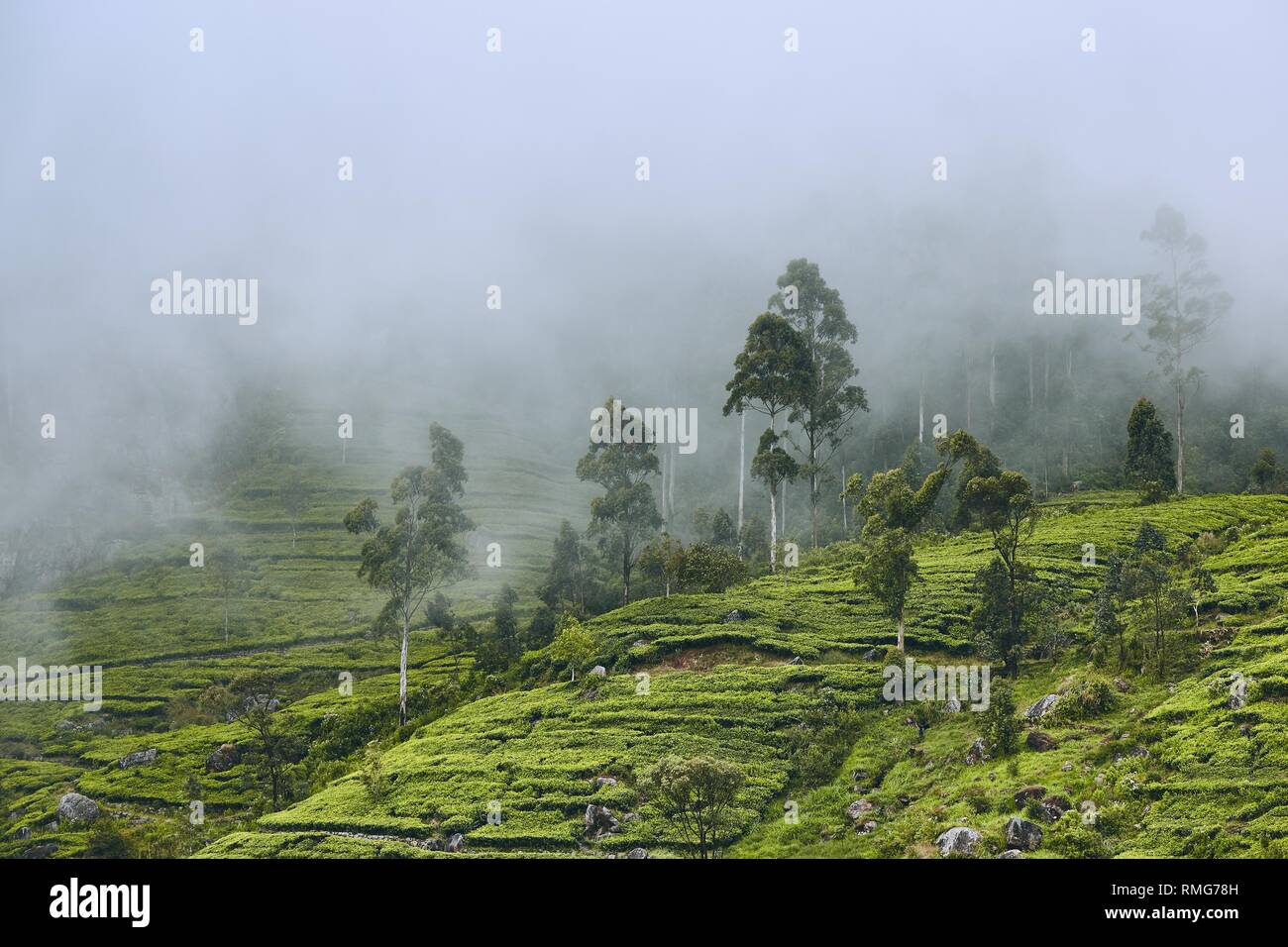 Tee Plantage in Wolken. Landwirtschaft Landschaft in der Nähe von Haputale in Sri Lanka. Stockfoto