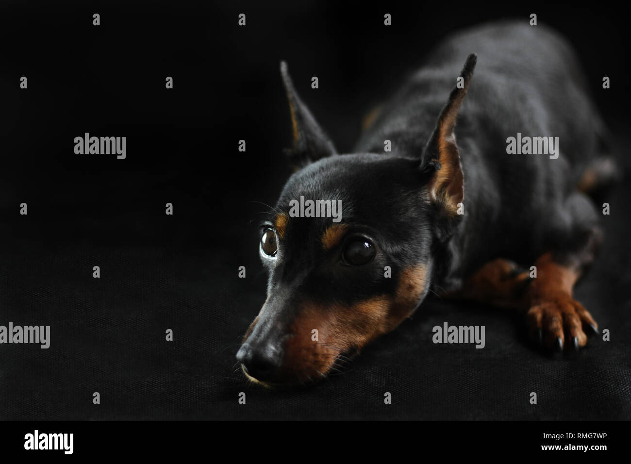 Schwarz auf Schwarz. Schwarzer Hund Zwergpinscher auf schwarzem Hintergrund Stockfoto