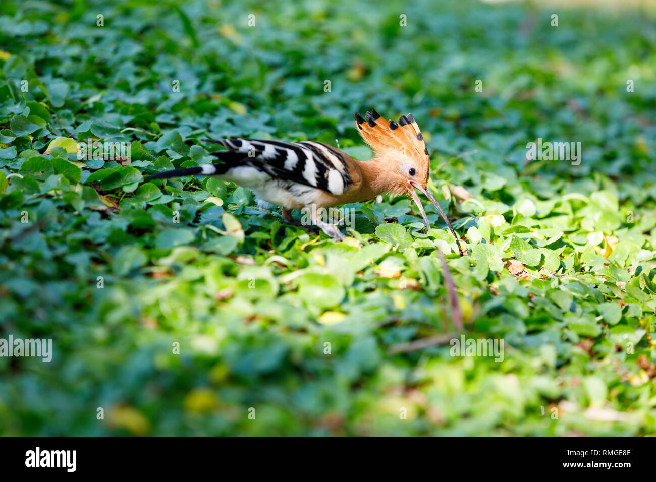 Nahaufnahme der Wiedehopf Vogel auf grünem Gras Blätter Stockfoto