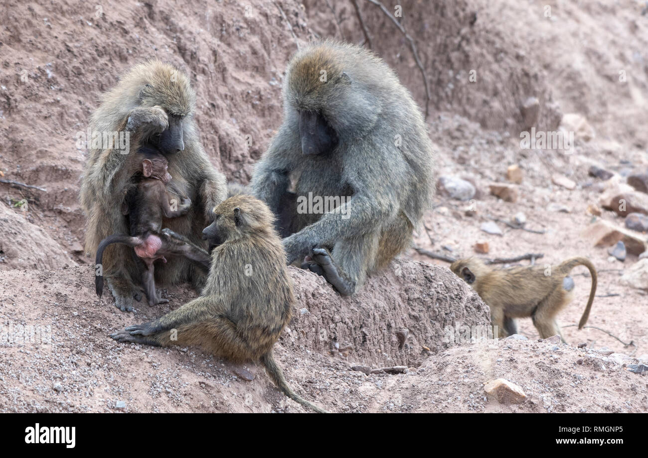 Eine Familie von Olive Paviane, Papio Anubis, pflegt sich einander in der Serengeti National Park, Tansania Stockfoto