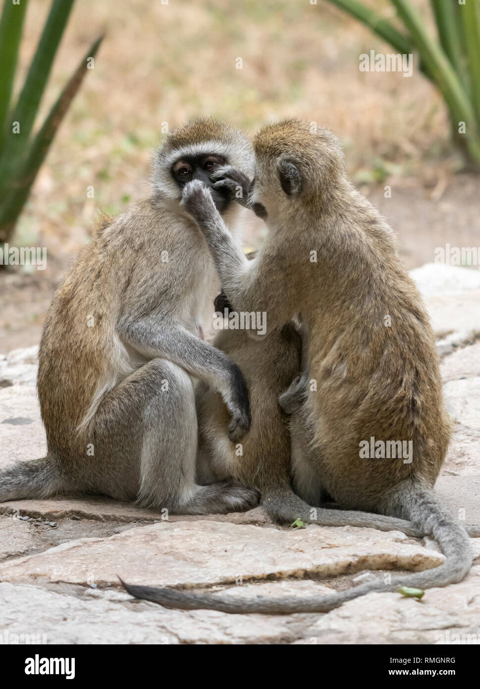 Eine weibliche Schwarze-faced Meerkatze, Chlorocebus pygerythrus, Krankenschwestern und Krankenpfleger, die ihr Baby, während von einem anderen weiblichen im Tarangire Nationalpark, Tanzani gepflegt werden Stockfoto