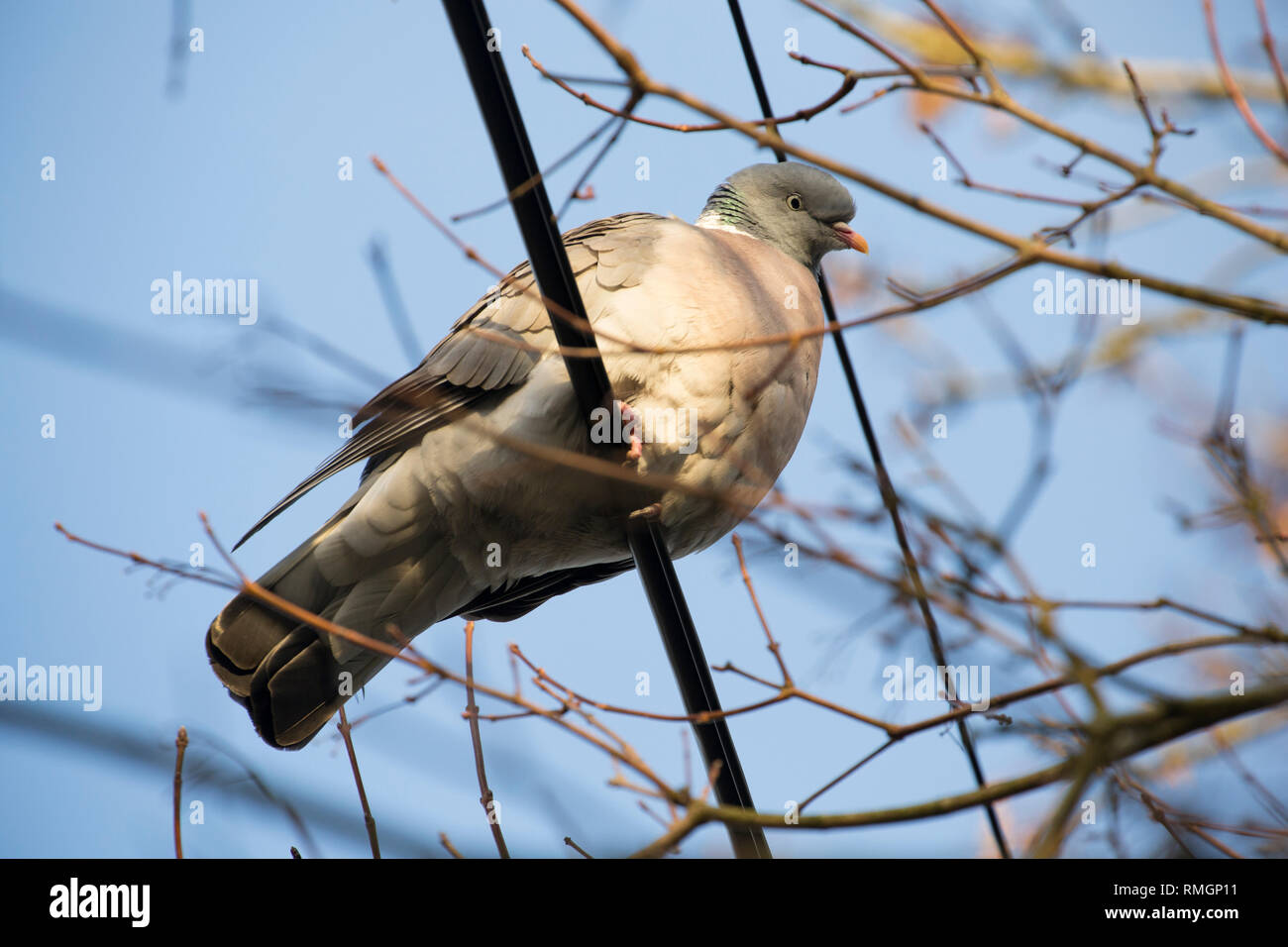 Ein woodpigeon, Columba Palumbus, im Februar in der Nähe der Wohngebiete in North Dorset England UK GB sitzen auf Telefonleitungen. Die woodpigeon kann eine agricu werden Stockfoto