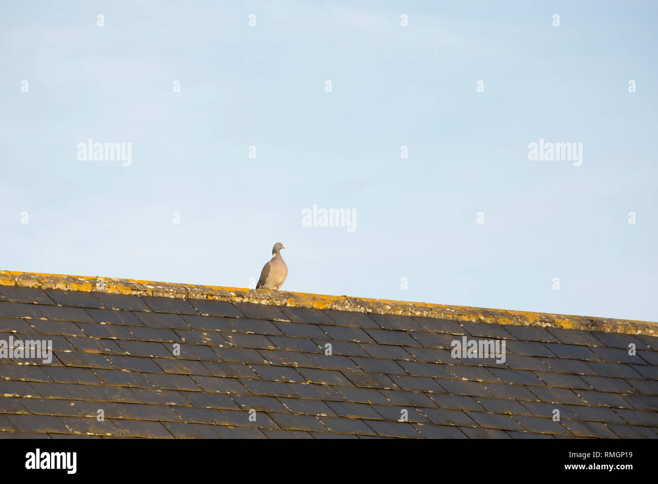 Ein woodpigeon, Columba Palumbus, im Februar in der Nähe der Wohngebiete in North Dorset England UK GB thront auf dem Dach eines Hauses. Die woodpigeon kann eine ag Stockfoto