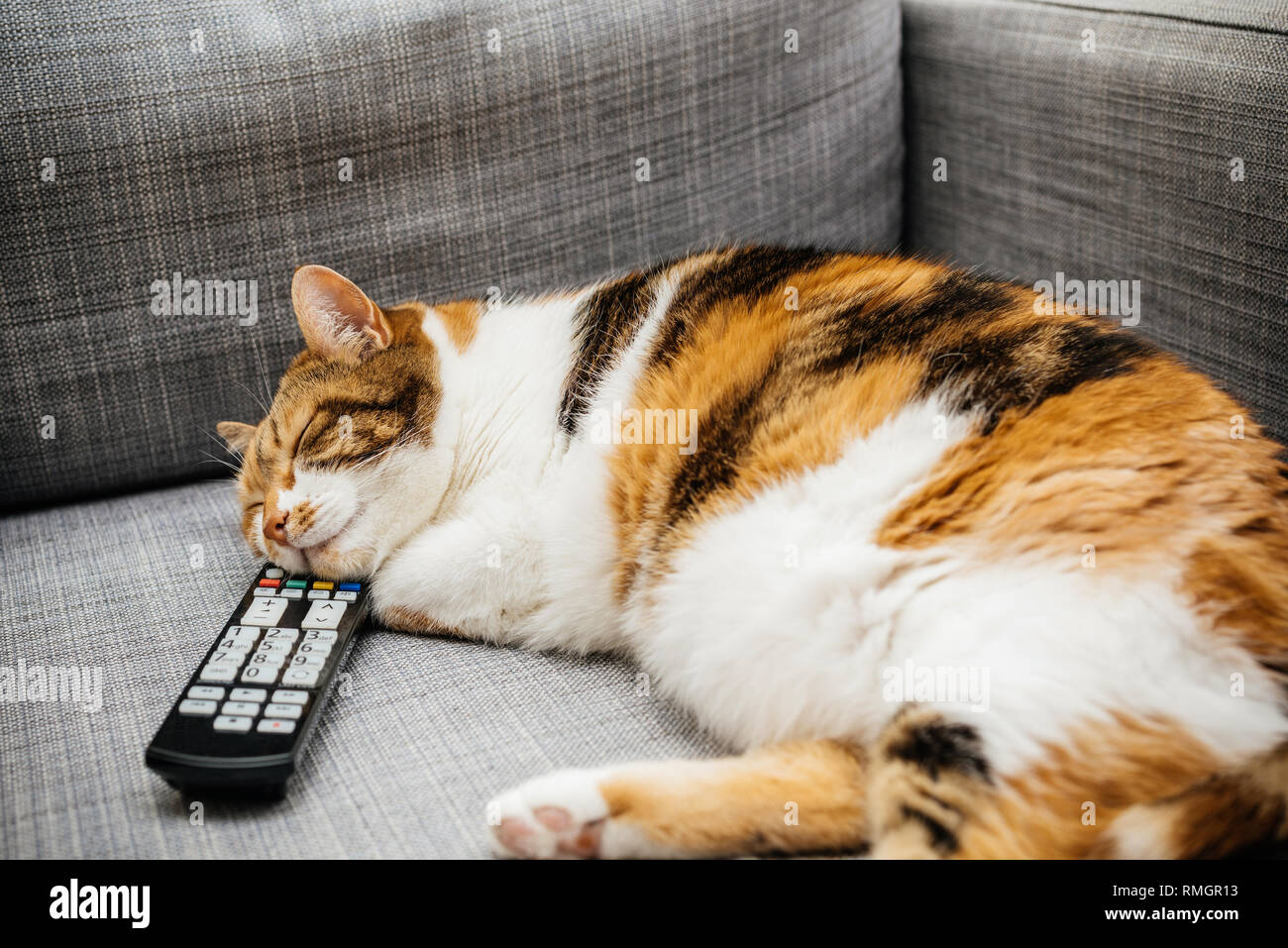 Schöne Katze in süße Träume im Schlaf mit dem Kopf auf einem tv dvd dvr vhs-Fernbedienung auf einem Sofa Stockfoto