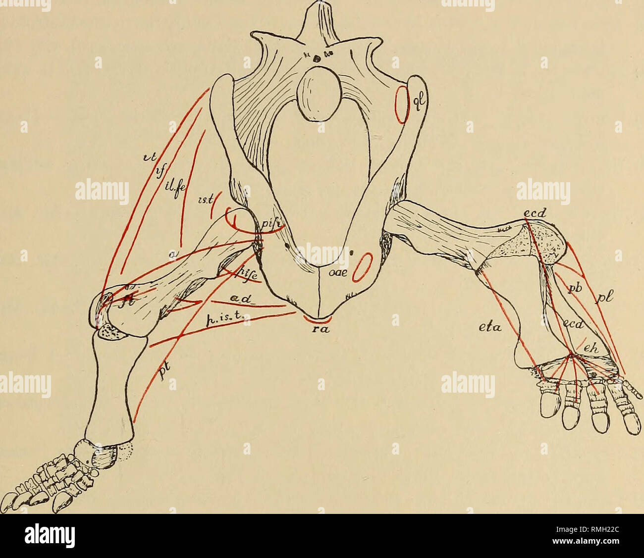 . Annalen der South African Museum = Annale van sterben Suid-Afrikaanse Museum. Natural History. Pareiasaurian Studien. - Teil VI. 365 das untere Bein Beugemuskeln, müssen daher sehr stark gewesen, während die Streckmuskeln waren nur mäßig entwickelt. Die Pareiasaurian. Text-Bild. 60.- anteriore Ansicht des Beckens und der Extremitäten, zeigt die Befestigung der Chief Muskeln. Schwanz war nur mäßig lang und die coccygeo - aortenprothesen schwach ist, so daß der Schwanz nicht eine große Rolle bei der Bewegung der Gliedmaßen spielen; kurze und massive ihre Aktion auf die Becken müssen jedoch waren beträchtlich,.. Bitte beachten Sie, dass Thess Stockfoto