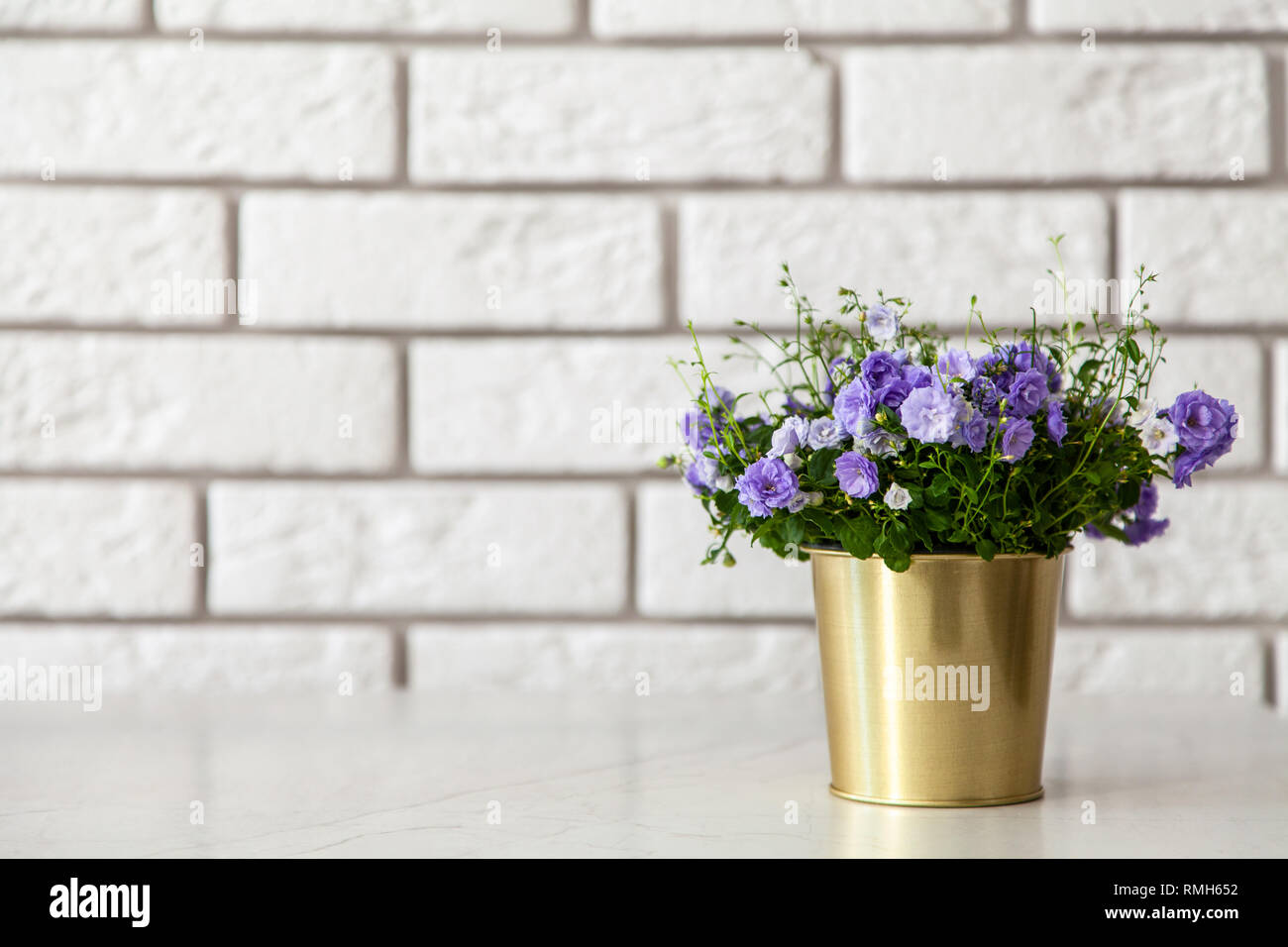 Campanula Blumen in einen goldenen Topf Stockfoto