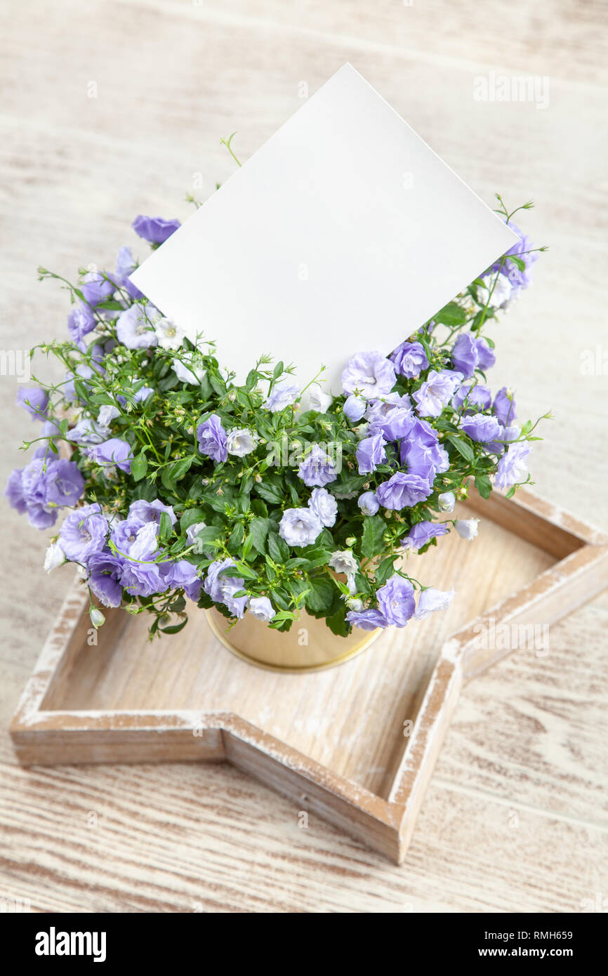 Campanula Blumen in einen goldenen Topf Stockfoto