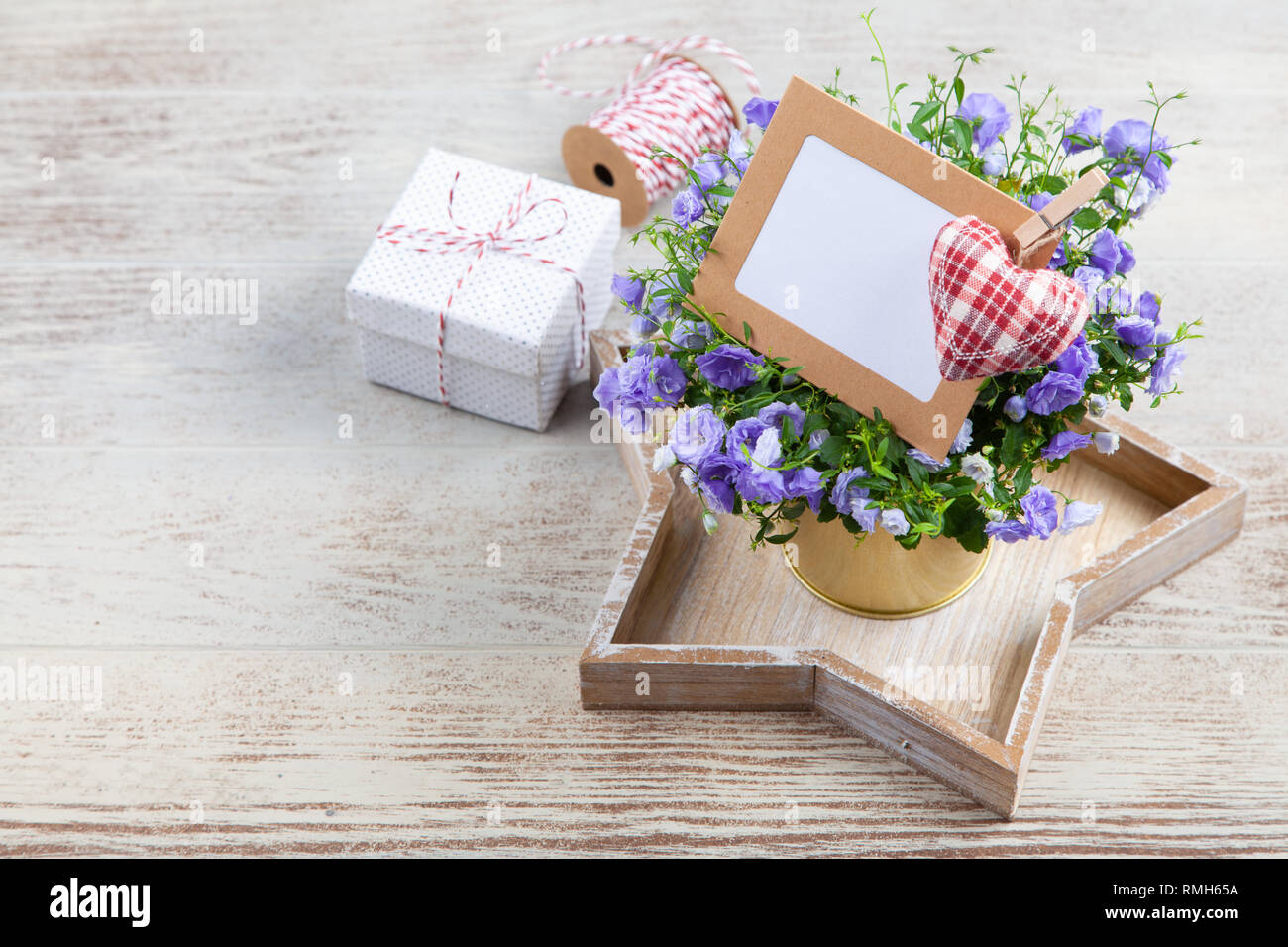 Campanula Blumen in einen goldenen Topf Stockfoto