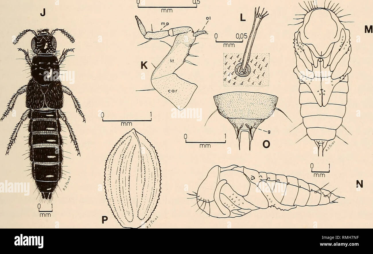 . Annalen der South African Museum = Annale van sterben Suid-Afrikaanse Museum. Natural History. ? / Jii^*^H: "^", mm0 ^5. Abb. 11. Familie Staphylinidae. Philonthus Natalensis. A. Larve (Dorsalansicht). B. Larve (linke Seitenansicht). C. Kopf (Dorsalansicht). D. Head (linke Seitenansicht). E. in der rechten Bein (posterior). F. Kopf (ventral Ansicht). G. in der linken Unterkiefer (Dorsalansicht). H. in der rechten Unterkiefer (Dorsalansicht). I. Labium (Dorsalansicht). J. in der Erwachsenen. K. in der linken Oberkiefer (Dorsalansicht). L. ÄNDERUNG seta und dreieckigen denticles auf integu- (stark vergrößert). M. Puppe (ventral Ansicht). N. Puppe (links laterale vi. Stockfoto