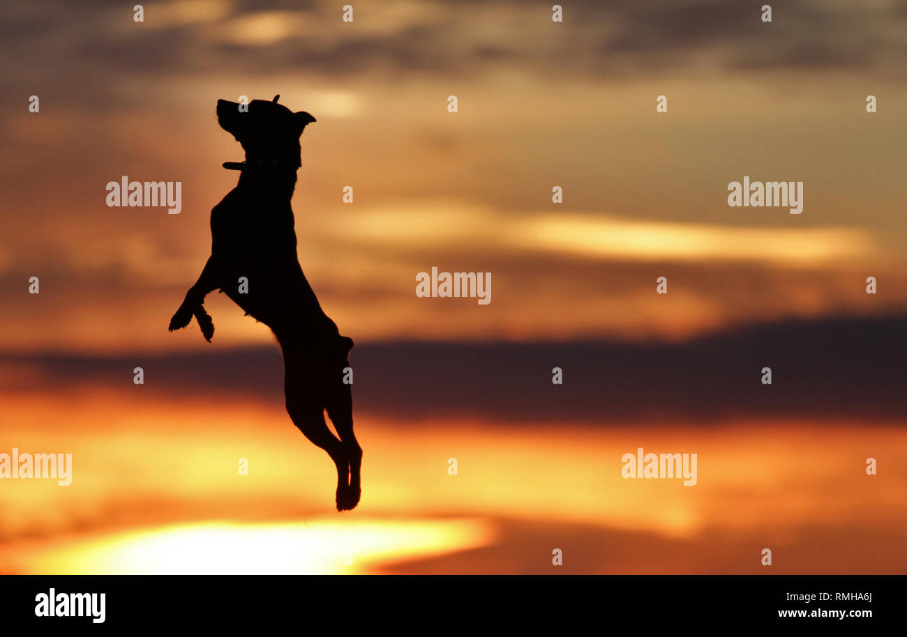 Kleiner Hund Zwergpinscher tanzen auf dem Hintergrund einer schönen Sonnenuntergang. Stockfoto