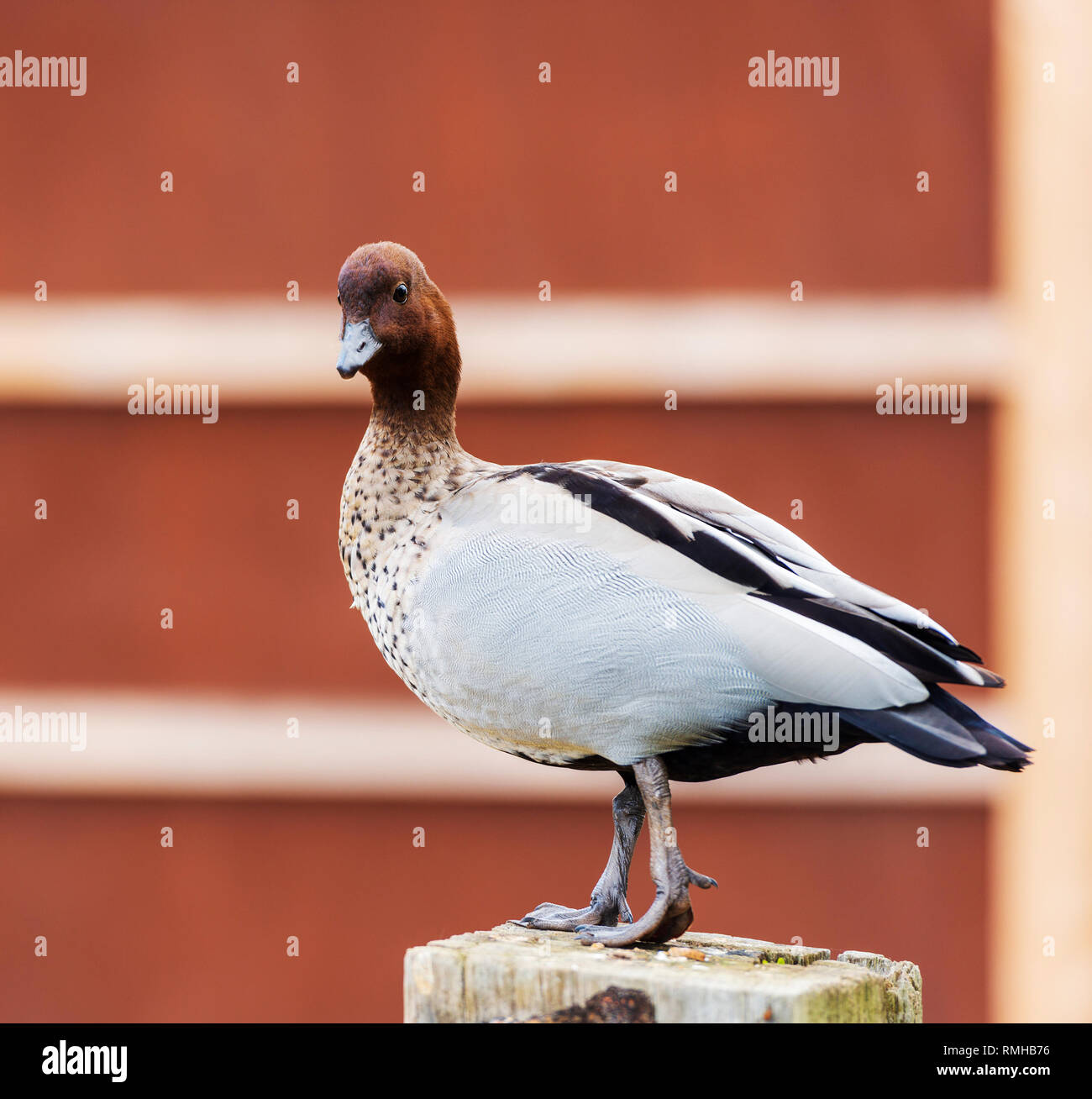 Eine gemeinsame Ente mit einem roten Hintergrund Stockfoto