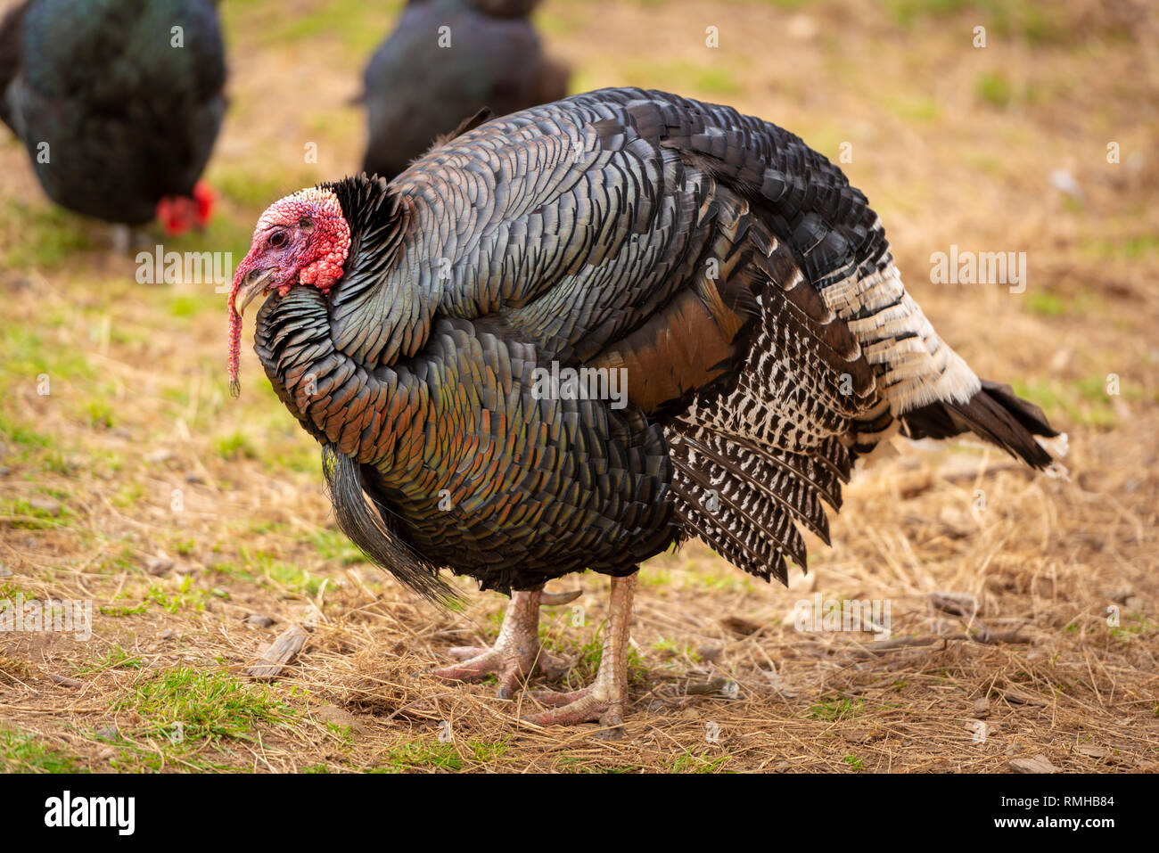 Gesundes Leben der Türkei Vogel unter anderem Geflügel auf einem Bauernhof Stockfoto