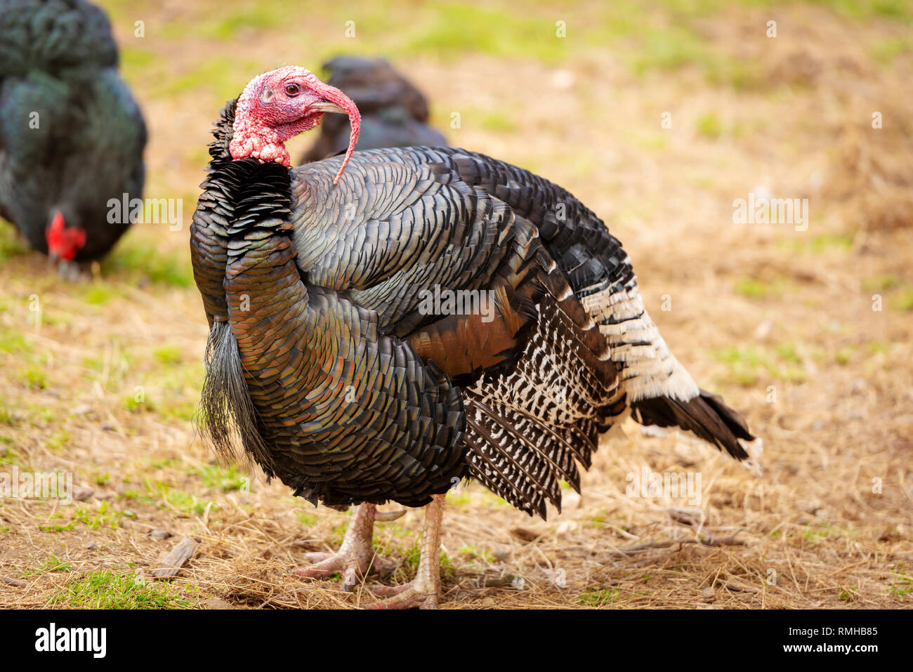 Gesundes Leben der Türkei Vogel unter anderem Geflügel auf einem Bauernhof Stockfoto