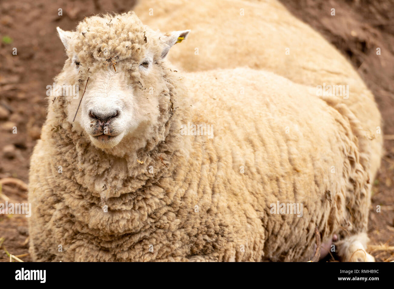 Eine gesund aussehende wollige Schafe mit Schmutz auf der Vorderseite Stockfoto