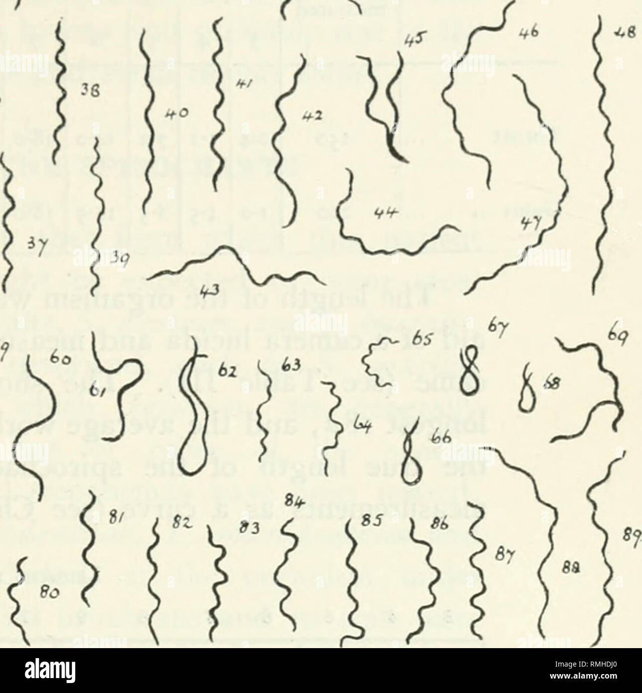 . Annalen der Tropenmedizin und Parasitologie. Parasiten. Abb. IV