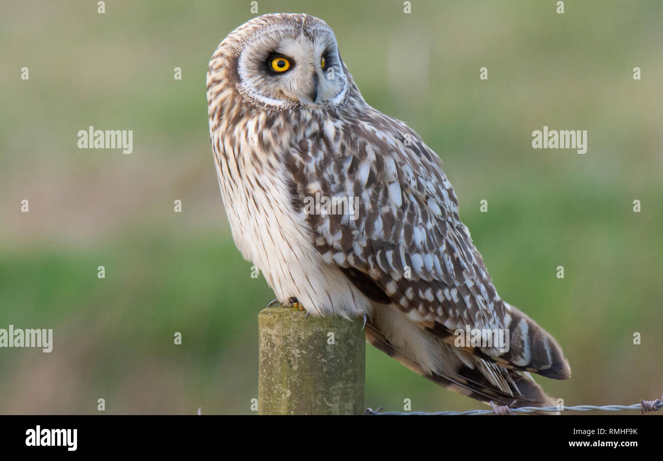 Short Eared Owl an Bonby, Lincolnshire Stockfoto