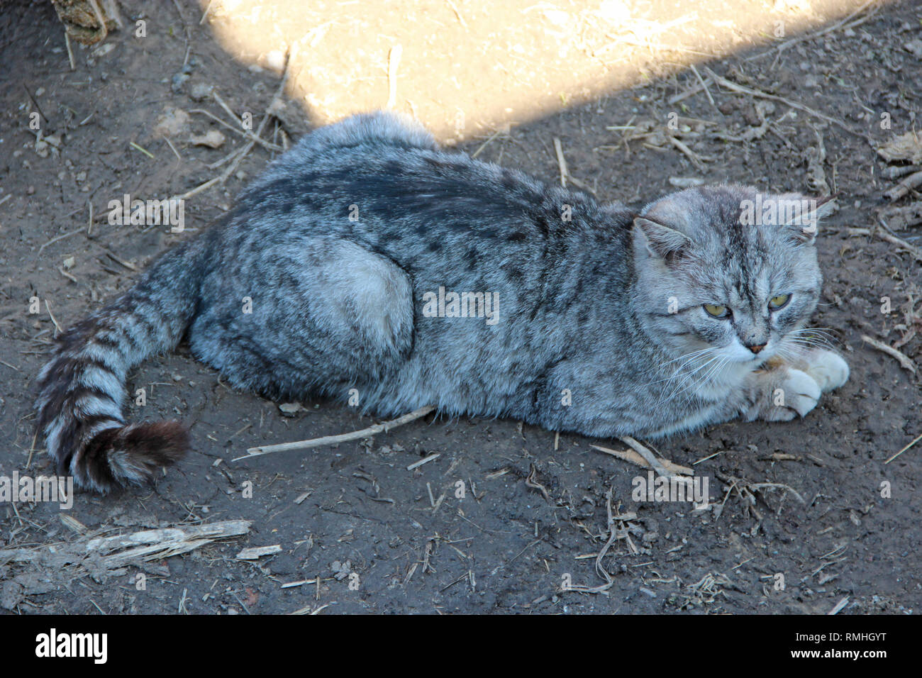 Scottish Straight cat Festlegung auf Erde in Hof. Wunderschönen Schottischen gerades Cat. Haustier Stockfoto