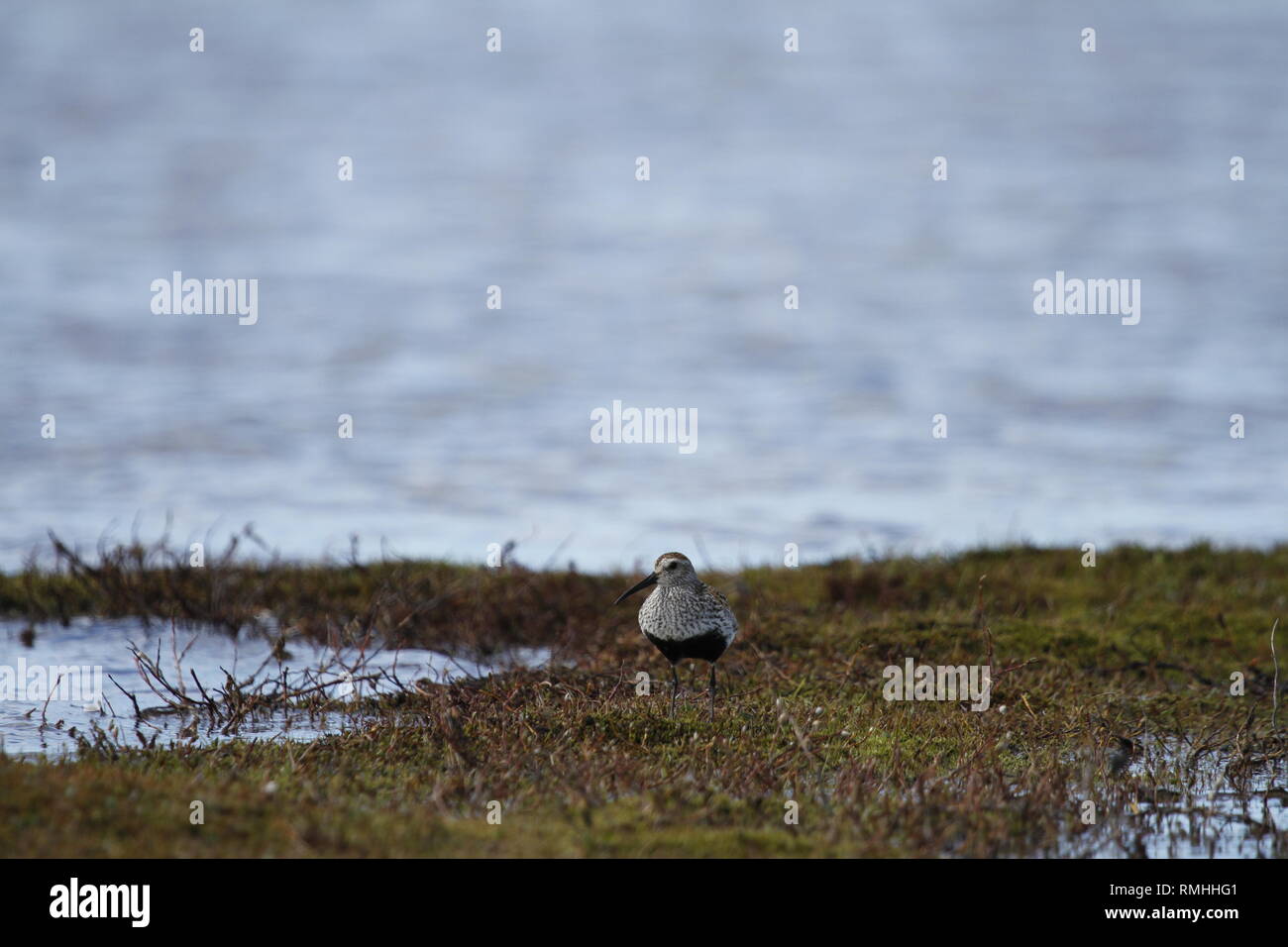 Ein erwachsener Strandläufer (Calidris alpina), eine mittelgroße Sandpiper und Shorebird gefunden entlang einer arktischen See Küste nördlich von Arviat, Nunavut Stockfoto