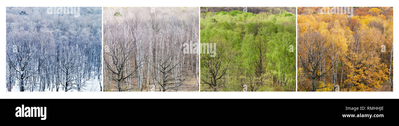 Collage aus Luftaufnahmen, Wald in vier Abteilungen des Jahres (Winter, Frühling, Sommer, Herbst) Stockfoto