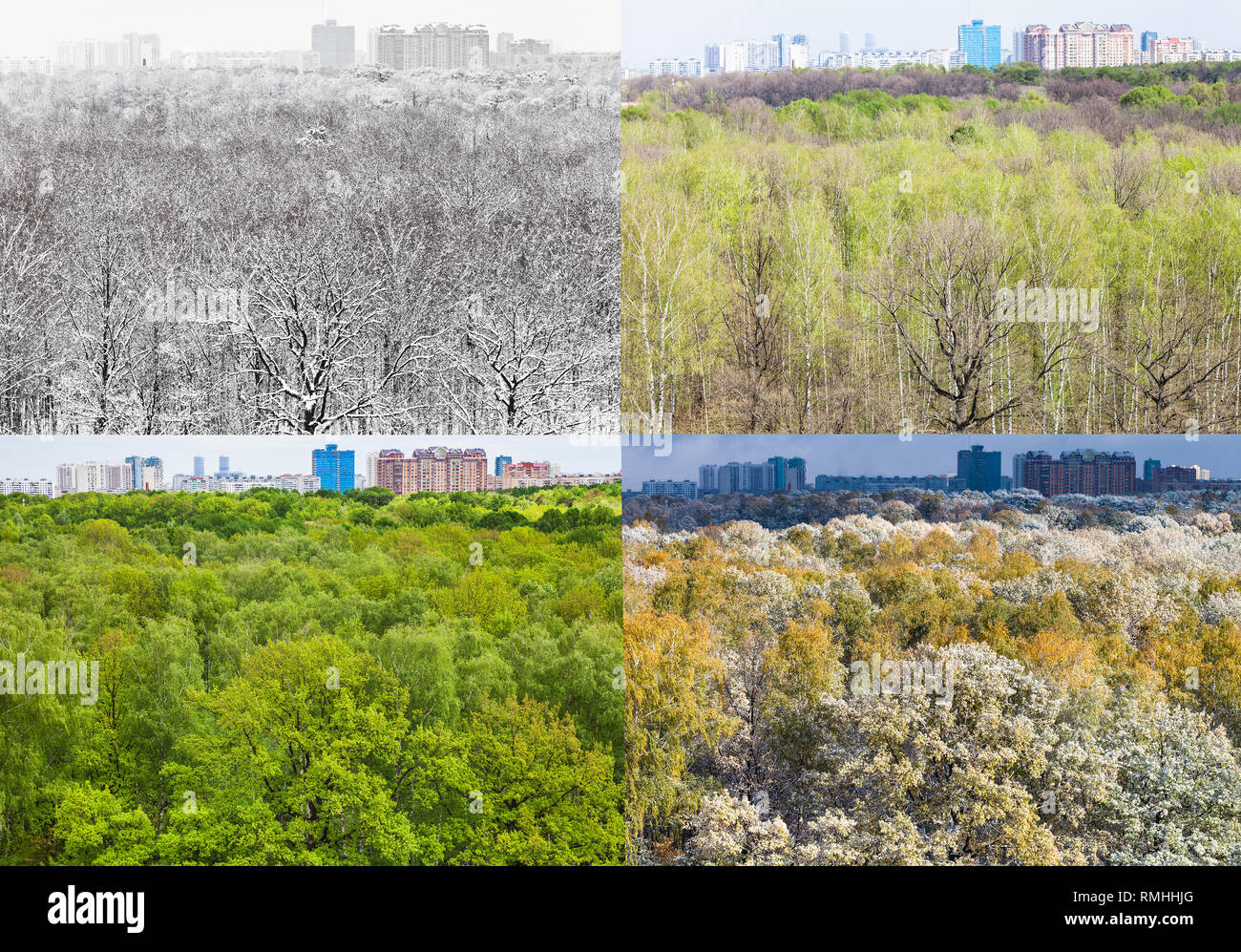 Collage von skylines mit den Häusern und City Park in vier Abteilungen des Jahres (Winter, Frühling, Sommer, Herbst) Stockfoto