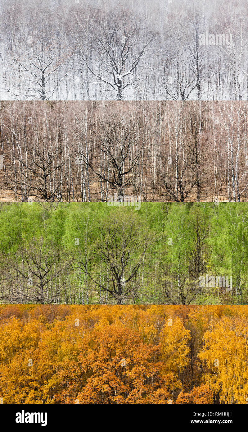 Collage aus Panoramablick auf Wald in vier Abteilungen des Jahres (Winter, Frühling, Sommer, Herbst) Stockfoto