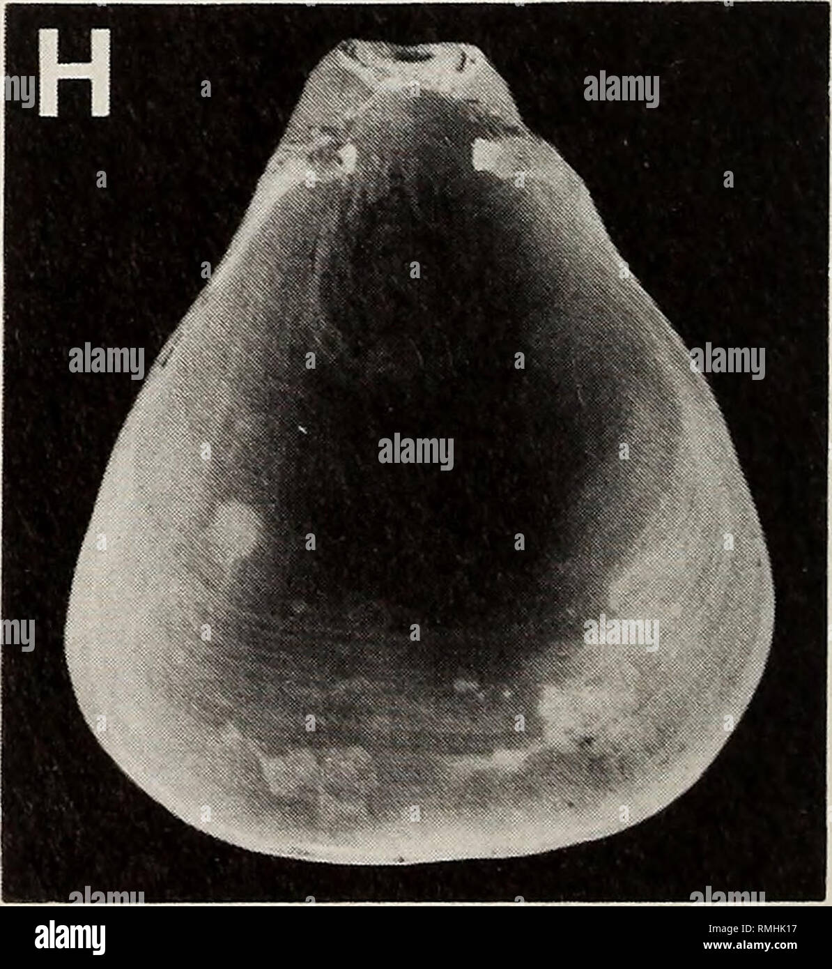 . Annalen der South African Museum = Annale van sterben Suid-Afrikaanse Museum. Natural History. Abb. 5. Dyscolia vgl. johannisdavisi (Alcock, 1894), SM 174. A-C. SAM-A 25449: ventrale, vorderen und seitlichen Blick auf die Schleife. D-F. SAM-A 25453: ventrale, vorderen und seitlichen Blick auf die Schleife. G. SAM-A 25453: Innenansicht der pedicle Ventil. H. in der SAM-A 25447: Innenansicht der pedicle Ventil zeigt, Muskel Narben. A-F X2. G-H xl.. Bitte beachten Sie, dass diese Bilder aus gescannten Seite Bilder, die digital für die Lesbarkeit verbessert haben mögen - Färbung und Aussehen dieser Abbildungen können nicht Perfekt extrahiert werden Stockfoto