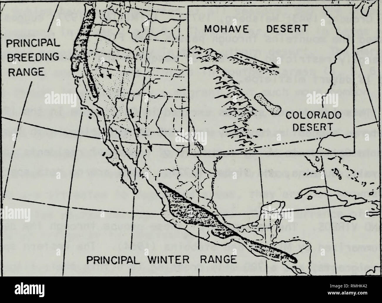 . Kommentierte Bibliographie zu saisonalen Bewegungen der wandernden und ansässigen Vögeln, die in der kalifornischen Wüste. Vögel; Vogelpopulationen. 47 PRINCIPAL ZUCHT. PRINCIPAL WINTER ANGEBOT Abb. 6 y Karte zeigt die wichtigsten Zucht- und Winter ra "gfS des Einsiedlers warbler und einige bekannte Routen (Pfeile) folgte im Herbst Migration. Wie in vielen Arten von Grasmücken, die grosse Wüste und aiid Große Iiasin Bereiche (gepunktet) muss er Verfahren während der Hitze und Trockenheit im Spätsommer; einfügen Zeigt eine Strecke von der Kreuzung entlang der kleinen San Bernardino Berge. Abbildung 13. Migration Routen von der Einsiedler Wobbeln Stockfoto