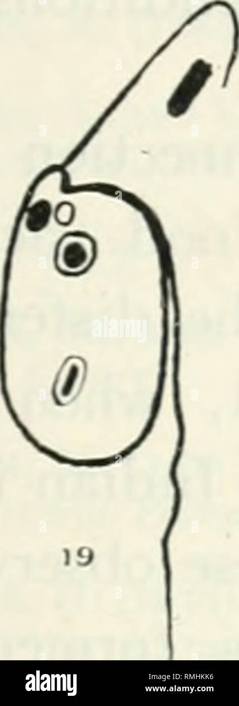 . Annalen der Tropenmedizin und Parasitologie. Parasiten. 263 ist in eine Vakuole, die an der Unterseite der cytostome (Text von Feigen Formen erhalten. 20-21 und die Platte XVII, Abb. l). Die vakuole fährt schnell auf den hinteren Ende des Körpers, und in der Passage findet ein definitives Kurs, vorbei an zwischen den wichtigsten Kern und die aflagellar kinetonucleus entlang der Seite des Körpers (1 ext Abb. 22). Die cytostome ist in der Lage, stark gedehnt, als bemerkt wurde, wenn flagellaten gesehen wurden, versuchen, rote Blutzellen zu schlucken, und auch, wenn Sie versuchen, große Massen von Bakterien zu schlucken.. Bitte keine Stockfoto