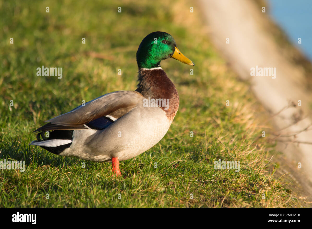 Eine männliche Stockente (Anas platyrhynchos) in Zucht Gefieder. Stockfoto