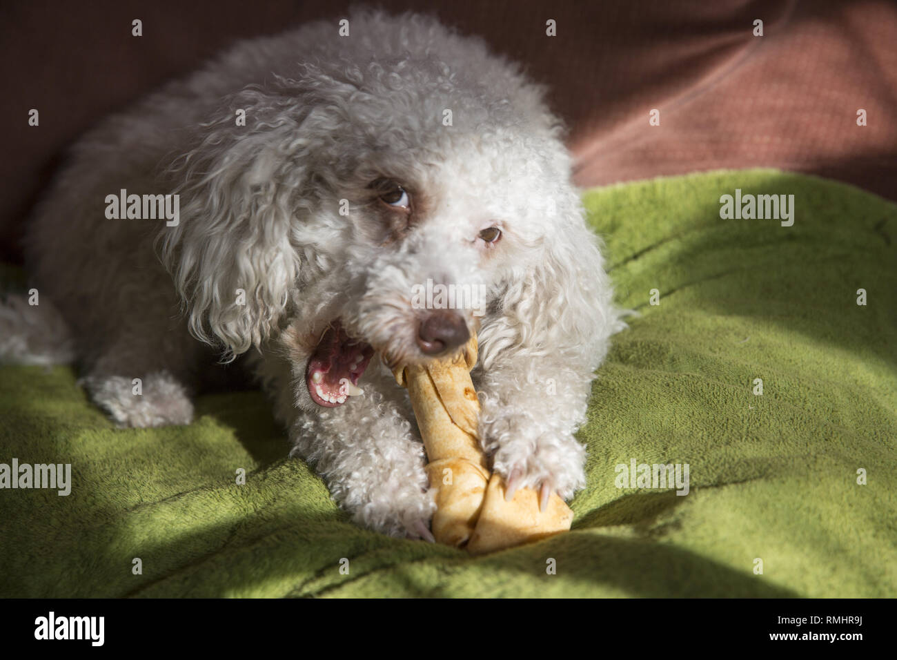 Hund nagt an einem rawhide Knochen. Stockfoto