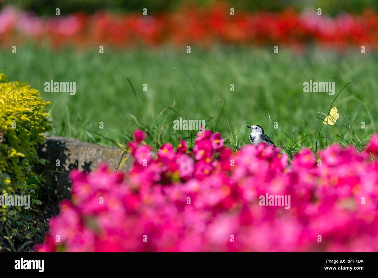 Bachstelze [Motacilla alba] Mit pinky Blumen Stockfoto