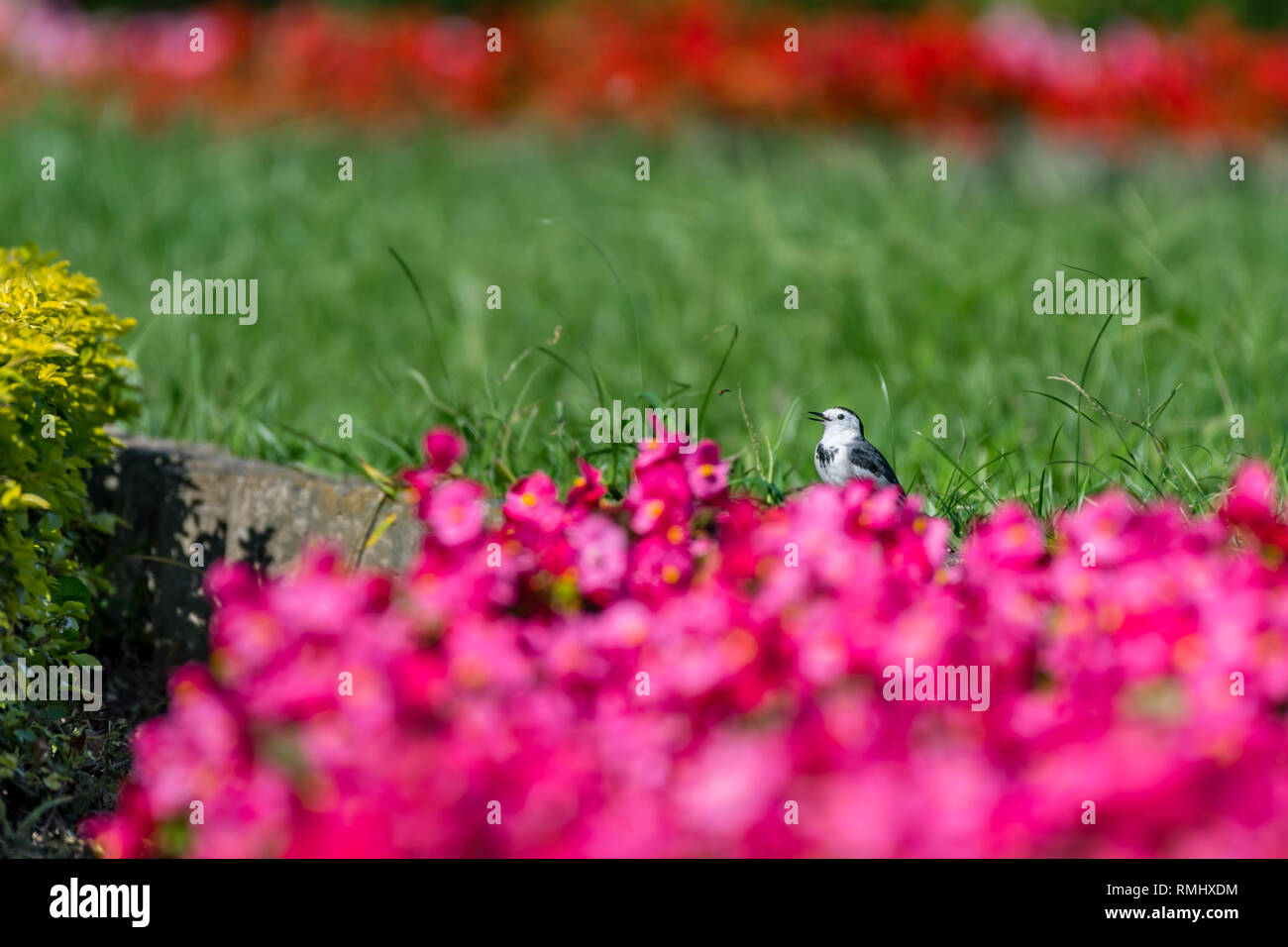 Bachstelze [Motacilla alba] Mit pinky Blumen Stockfoto